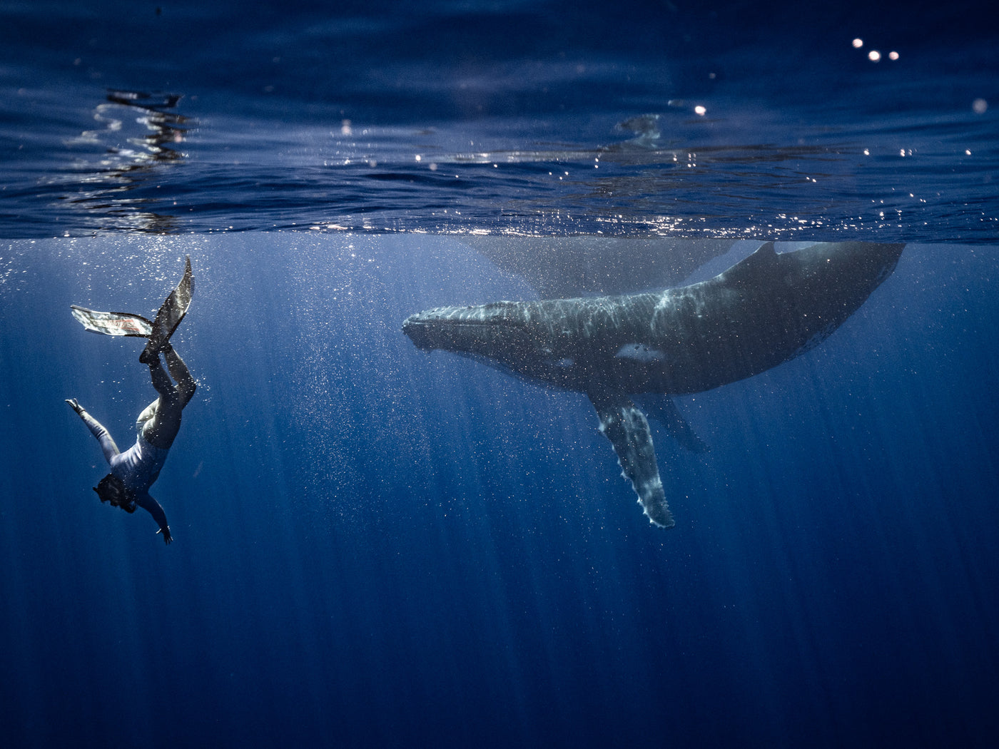 French Polynesia Humpback Whales - SOLD OUT!!!!