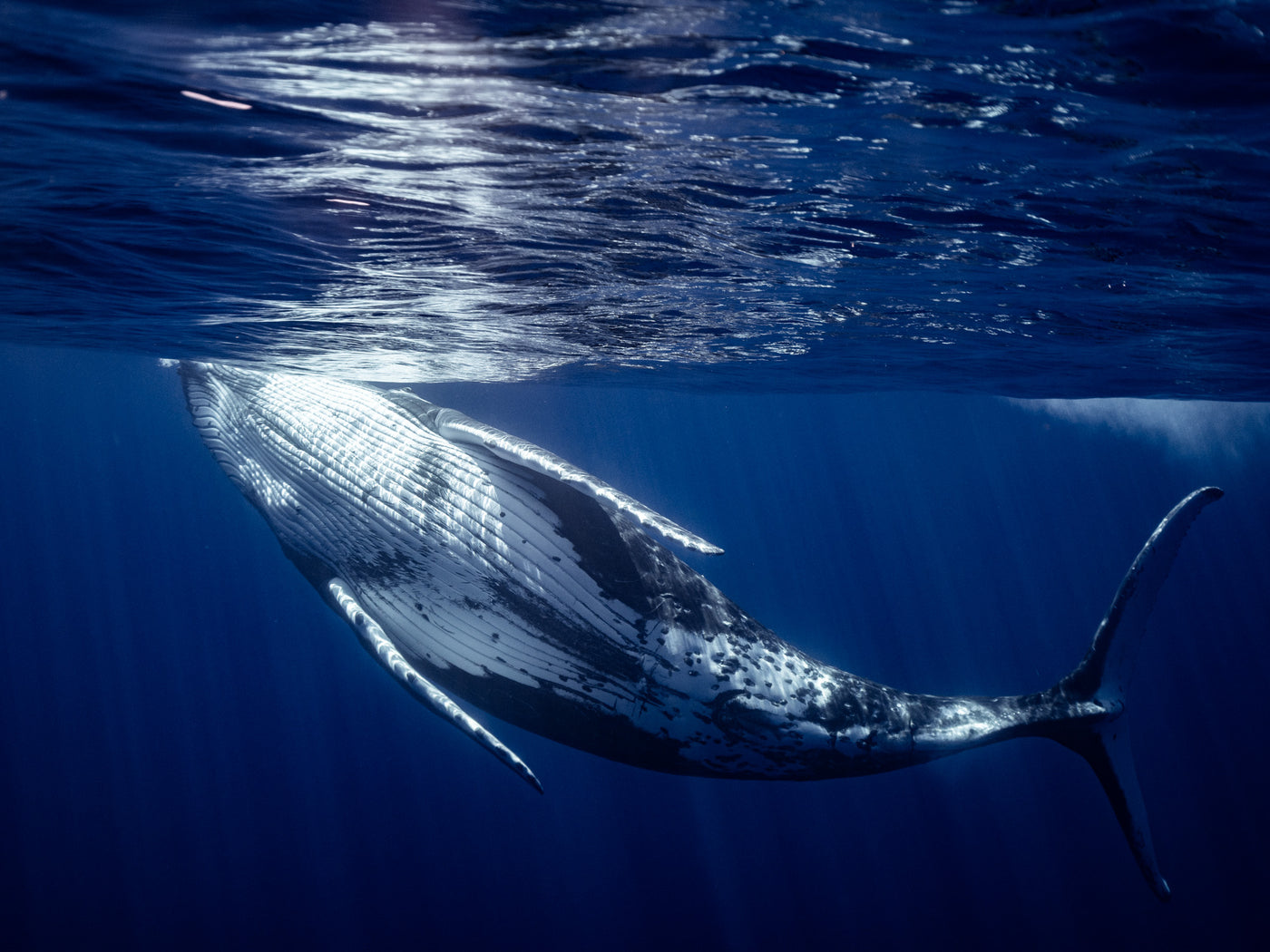 French Polynesia Humpback Whales - SOLD OUT!!!!