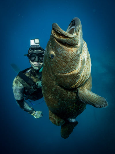 Sea of Cortez Liveaboard Spearfishing May 2024