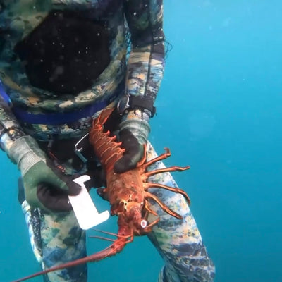 Lobster Gear
