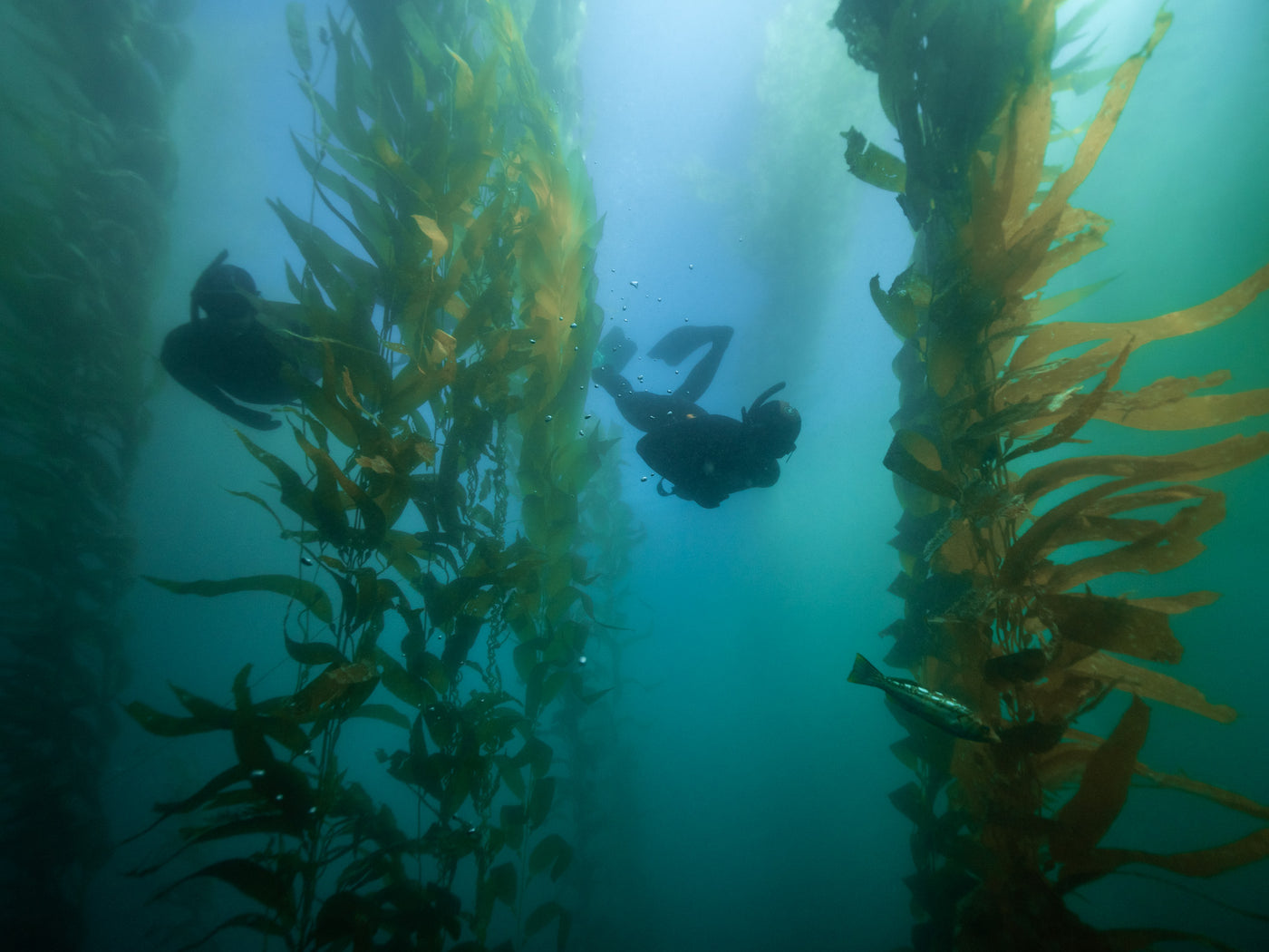 Kelp/Wreck Freediving Charter-Open Party