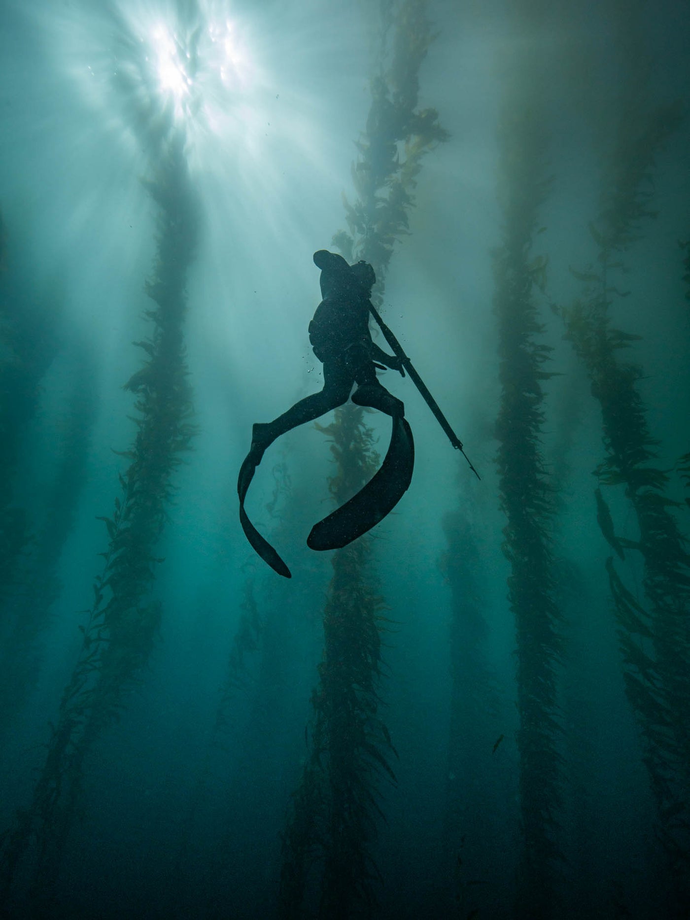 Beginner Freediving and Spearfishing Combo Course