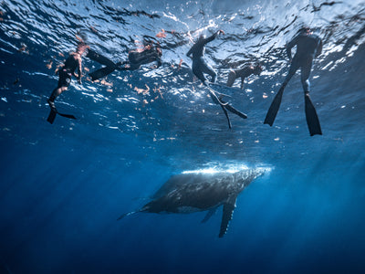 Swimming with Humpback Whales - French Polynesia