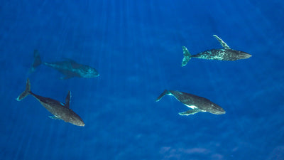 French Polynesia Humpback Whales - 1 SPOT LEFT!!!!