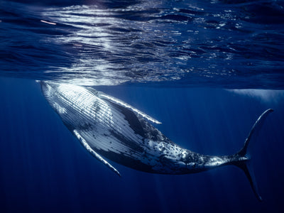Swimming with Humpback Whales - French Polynesia
