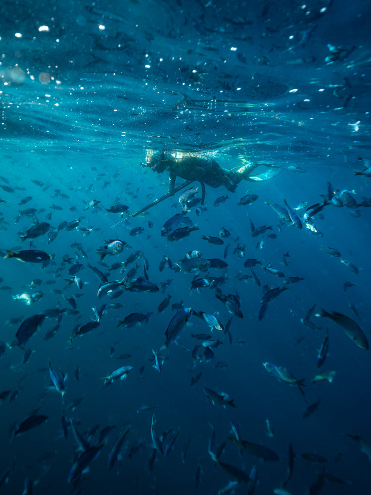 Beginner Freediving and Spearfishing Combo Course