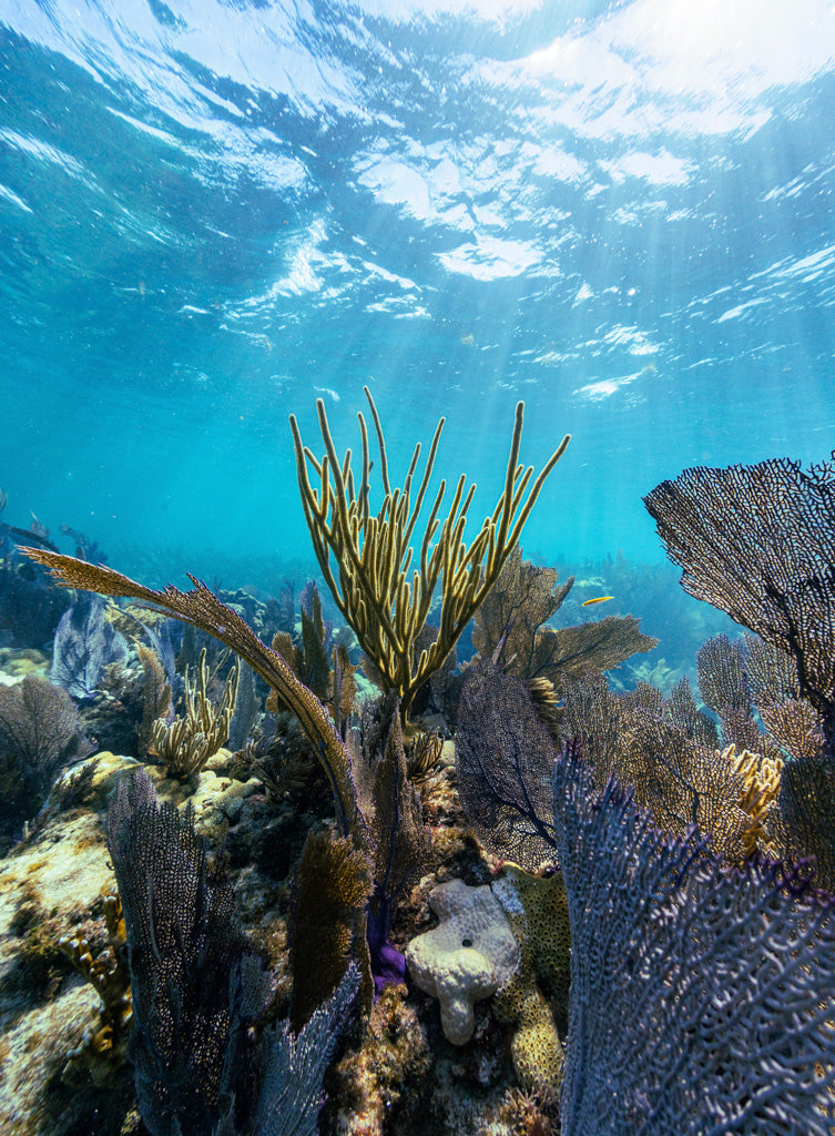 Dominica Sperm Whales, Freedive & Yoga Retreat - Just Added!