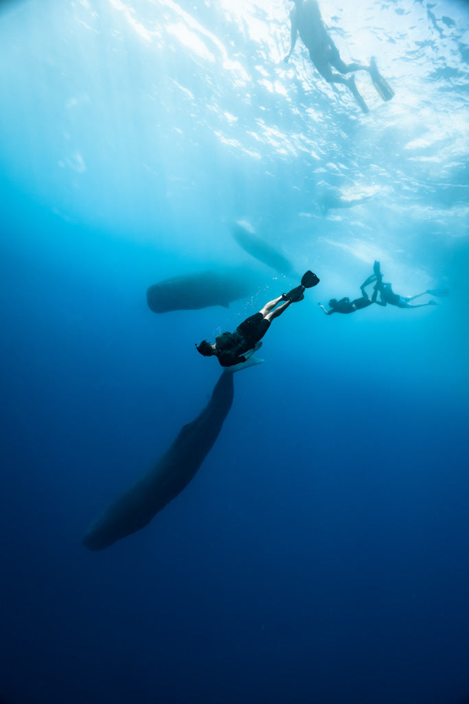 Dominica Sperm Whales, Freedive & Yoga Retreat - Just Added!