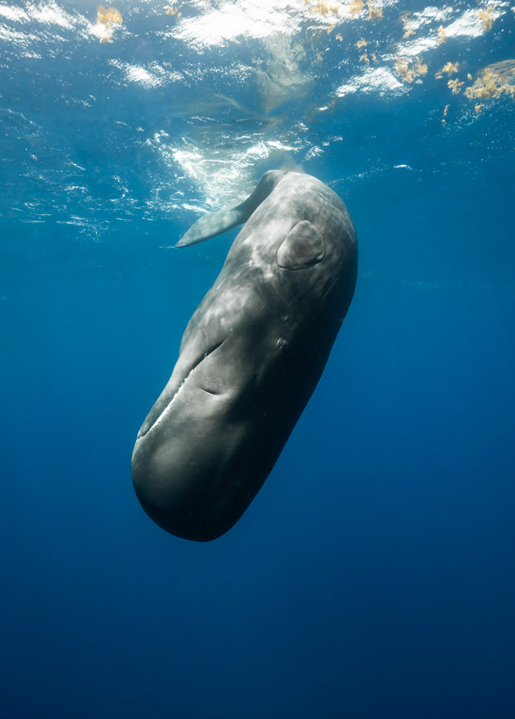 Dominica Sperm Whales, Freedive & Yoga Retreat - Just Added!