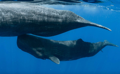 Dominica Sperm Whales, Freedive & Yoga Retreat - Just Added!