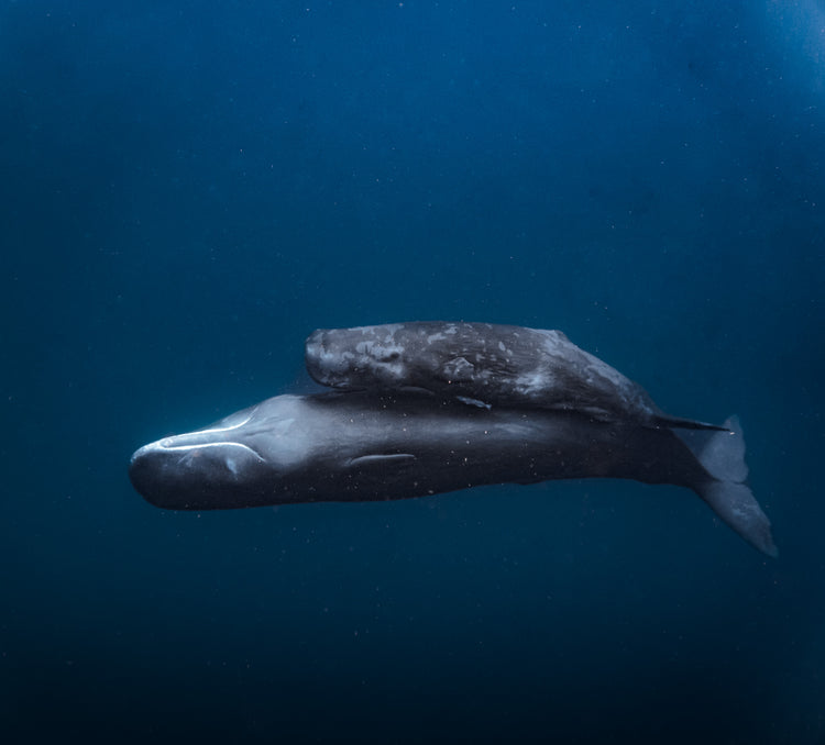 Dominica Sperm Whales, Freedive & Yoga Retreat