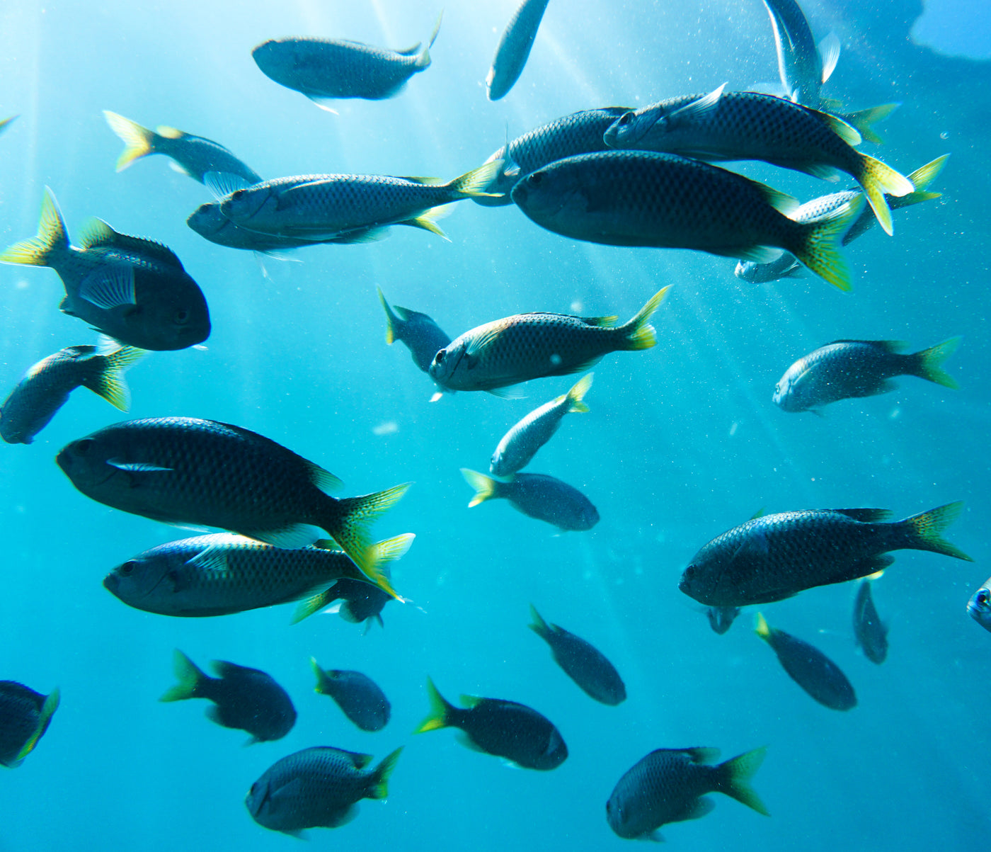 Intro to Underwater Photography