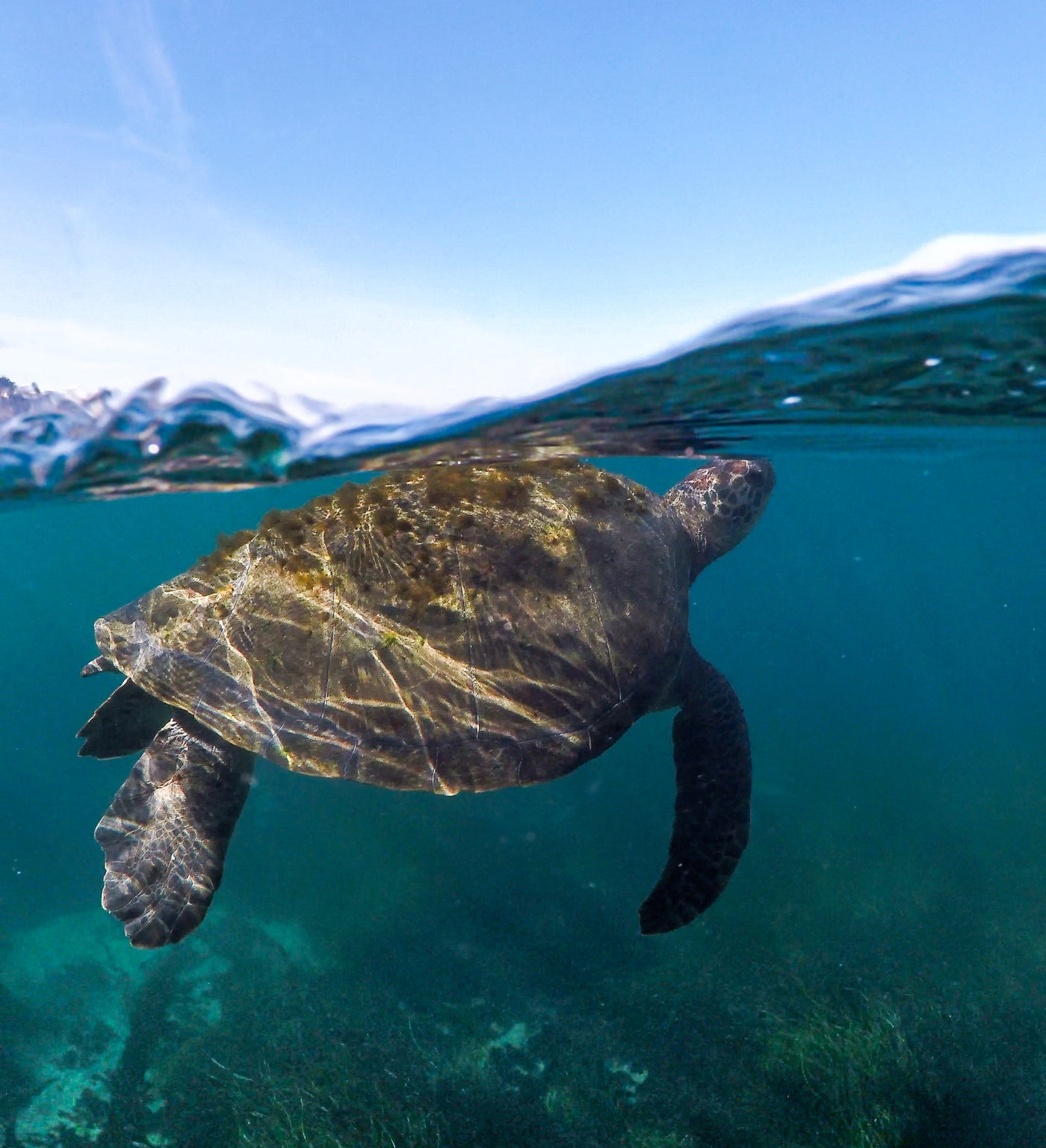 Intro to Underwater Photography