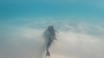 Intro to Underwater Photography