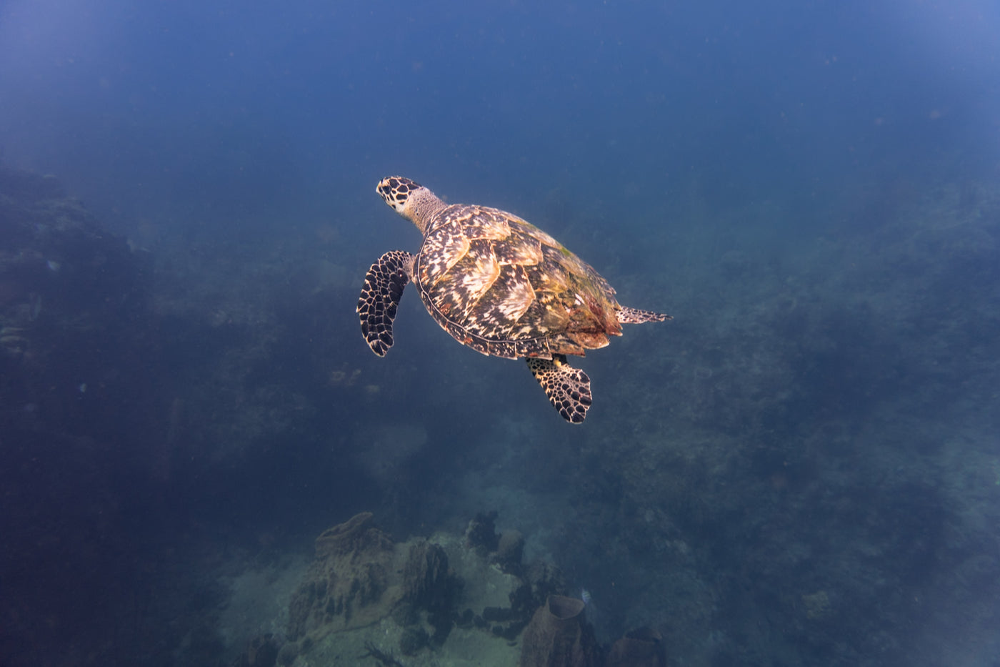 Dominica Sperm Whales, Freedive & Yoga Retreat