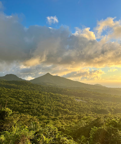 Dominica Sperm Whales, Freedive & Yoga Retreat - Just Added!