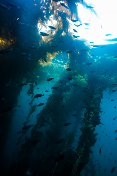 2.5 Day San Clemente Island Charter