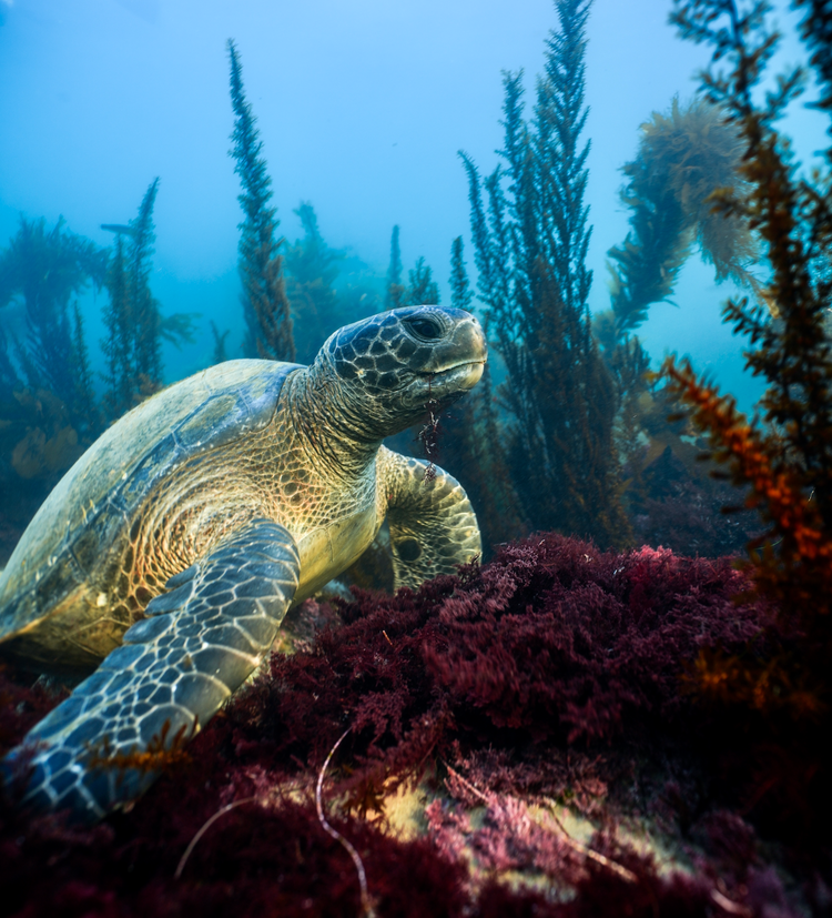 Intro to Underwater Photography
