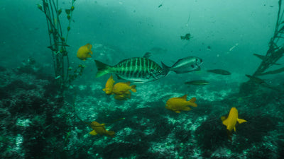 Local Quick Strike Spearfishing Trip-Private